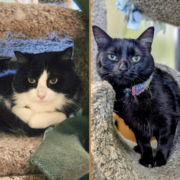 Sylvester & Wendy